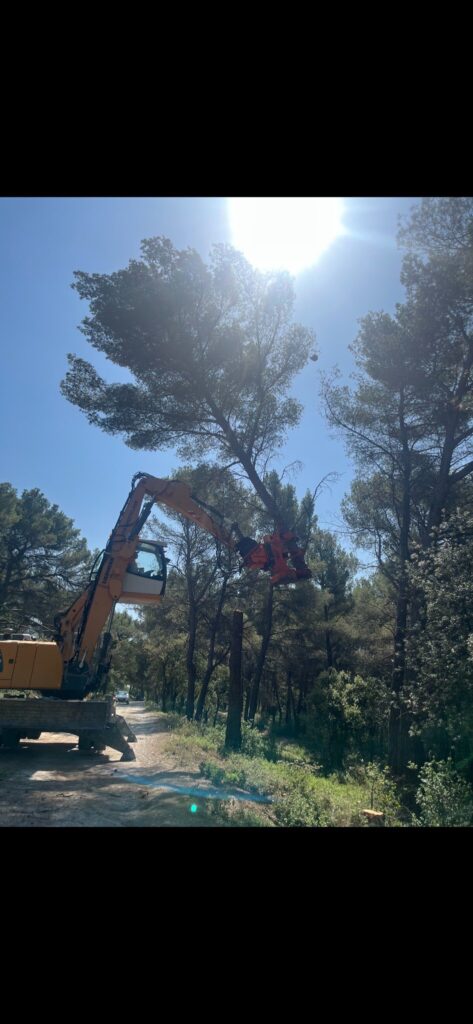 Abattage d'un arbre par démontage
