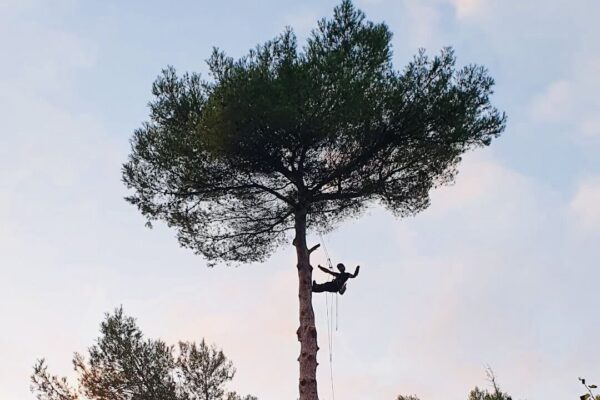 Élagueur à Marseille en intervention